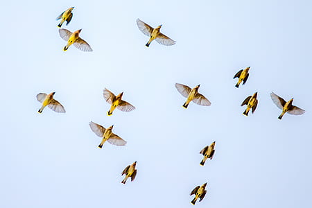 flying flock of birds thumbnail