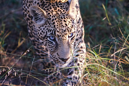 white and black leopard during daytime thumbnail
