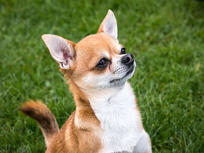 adult tan and white Chihuahua on grass thumbnail