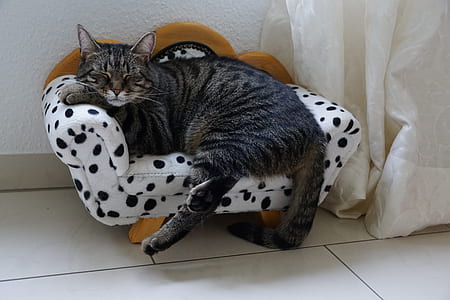 brown tabby cat sleeping on chair thumbnail