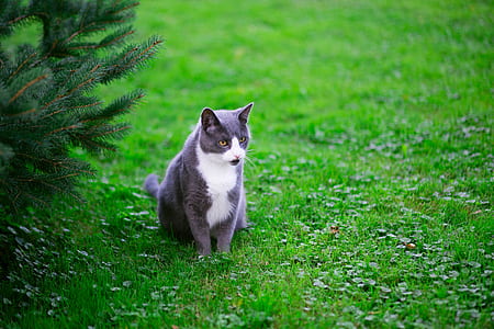 grey and white tuxedo cat on green sod during day thumbnail