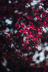 Lovely pink flowers blooming from the tree branches thumbnail
