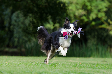 long-coated white and black dog on grass field thumbnail