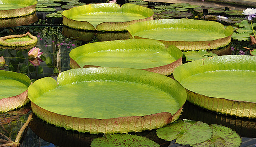 lily pads on body of water thumbnail