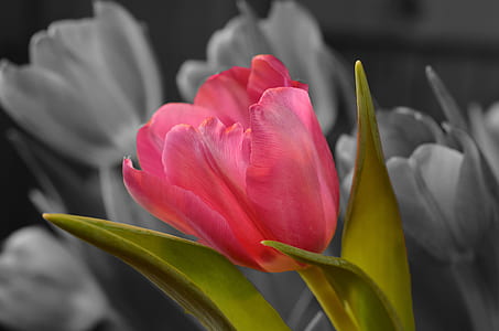 pink petaled flower with green leaf photography thumbnail