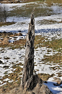 brown tree trunk covered with snow thumbnail