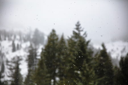focus photo of glass near green trees thumbnail