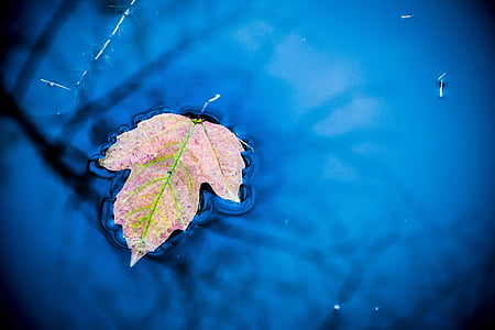 shallow focus photography of pink leaf on body of water thumbnail