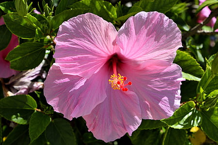photo of pink Hibiscus flower thumbnail