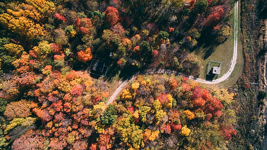 aerial view of forest during daytime thumbnail