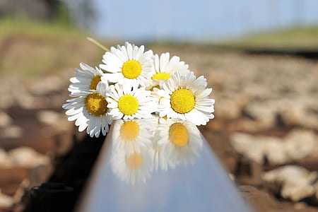 white flowers thumbnail