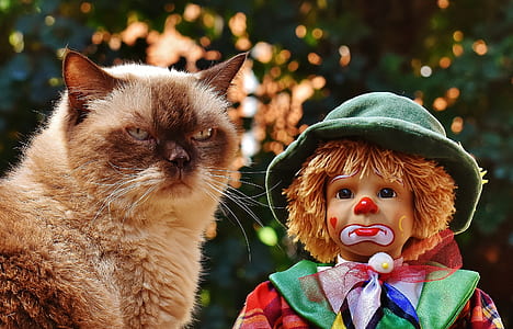 short-coated brown cat beside sad clown doll thumbnail