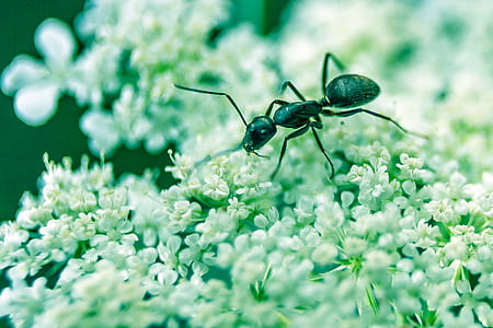 selective focus photo of carpenter ant on white flowers thumbnail