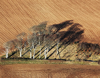green trees at daytime thumbnail