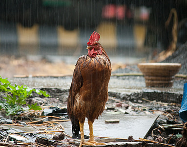 brown rooster during rainy time thumbnail