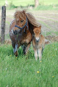 brown pony by foal near fence at grass field thumbnail