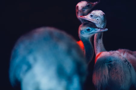 flock of ostritch thumbnail
