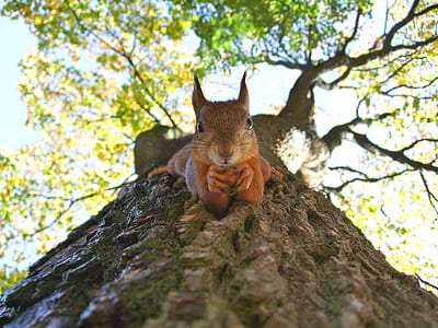 brown squirrel on tree trunk thumbnail