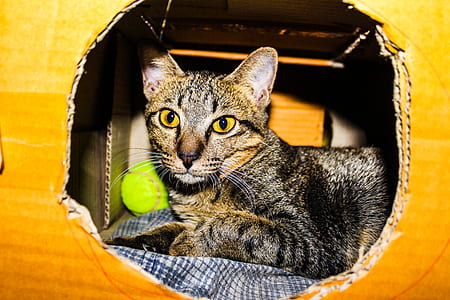 Silver Tabby Cat Inside a Brown Cardboard Box thumbnail