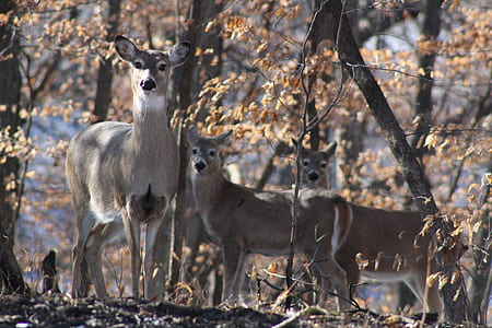 animals beside trees thumbnail