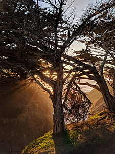 bare tree on cliff thumbnail