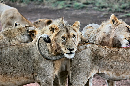 pack of lioness thumbnail