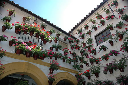 potted flowers on house wall during daytime thumbnail