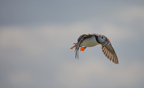 bird flying with fish illustration thumbnail