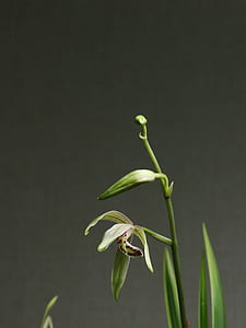 shallow focus photo of green plants thumbnail