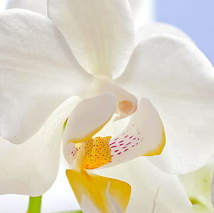 macro photography of white moth orchid thumbnail