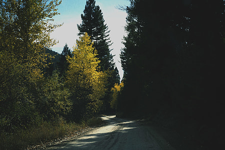 gray road surrounded with pine trees thumbnail