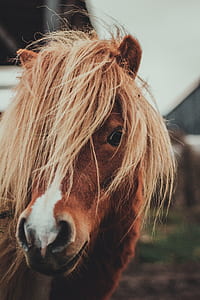 macro photography of brown horse face thumbnail