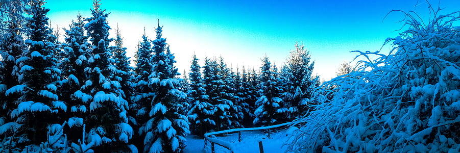 pine trees during winter thumbnail