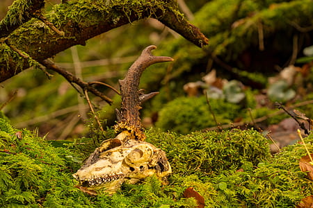 brown animal skull on green grass thumbnail