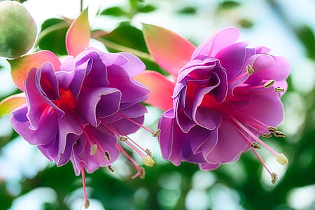 close-up photography of purple petaled flower in bloom thumbnail