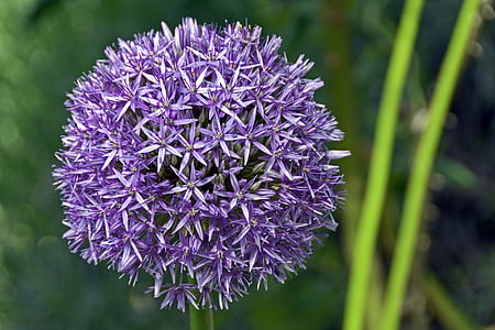 purple flower thumbnail