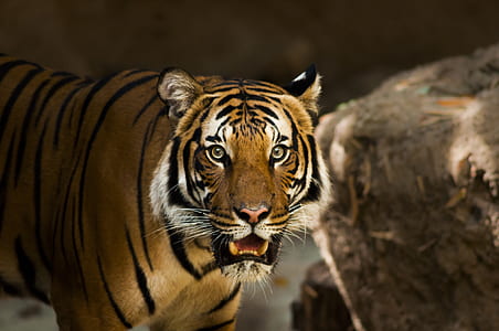 Wildlife photography of Bengal tiger thumbnail