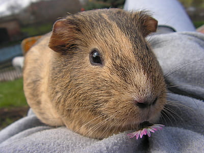 brown hamster eating purple flower thumbnail