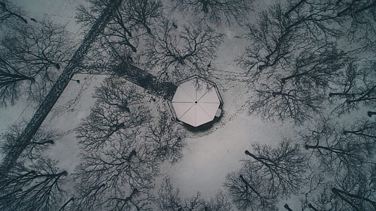 aerial view of forest covered with snow thumbnail