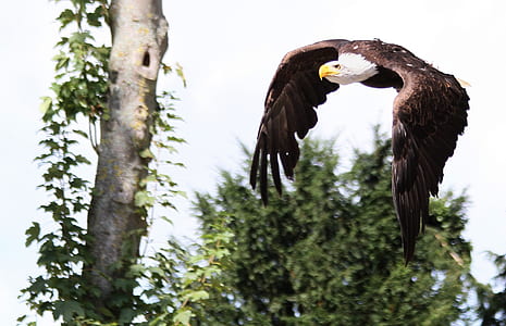 Bald Eagle on mid air taken at daytime thumbnail
