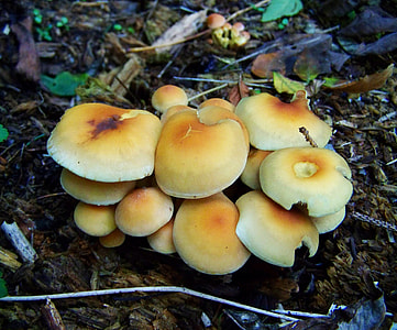 Yellow Flower Of Sulfur Fungus thumbnail