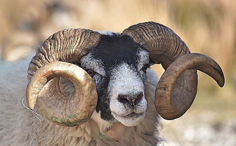 focus photography of white and black ram thumbnail
