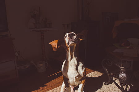 Coonhound thumbnail