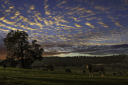 nature, clouds, field, forest thumbnail