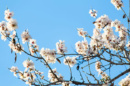 low angle photo of white cherry blossoms thumbnail