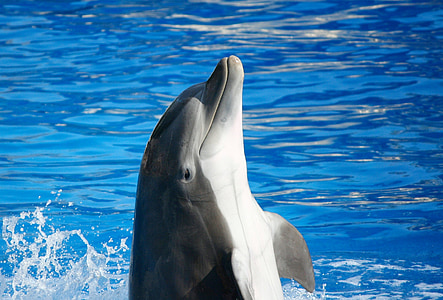 photo of black dolphin thumbnail