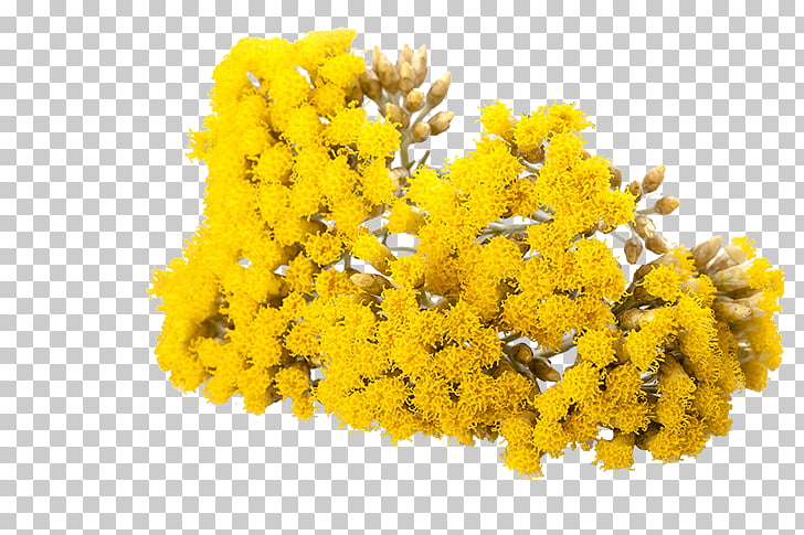 Curry Plant Plants Essential Oil Nappy Afro Hairstyles For Men