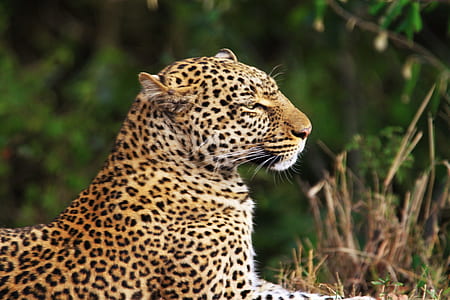 leopard near green leafed plants thumbnail