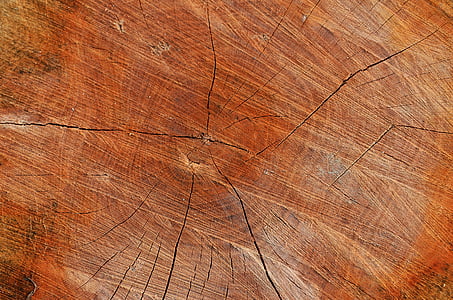 tree, wood, texture, the background, background, board thumbnail