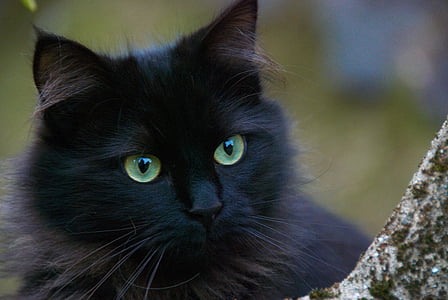 black cat in close up photography thumbnail